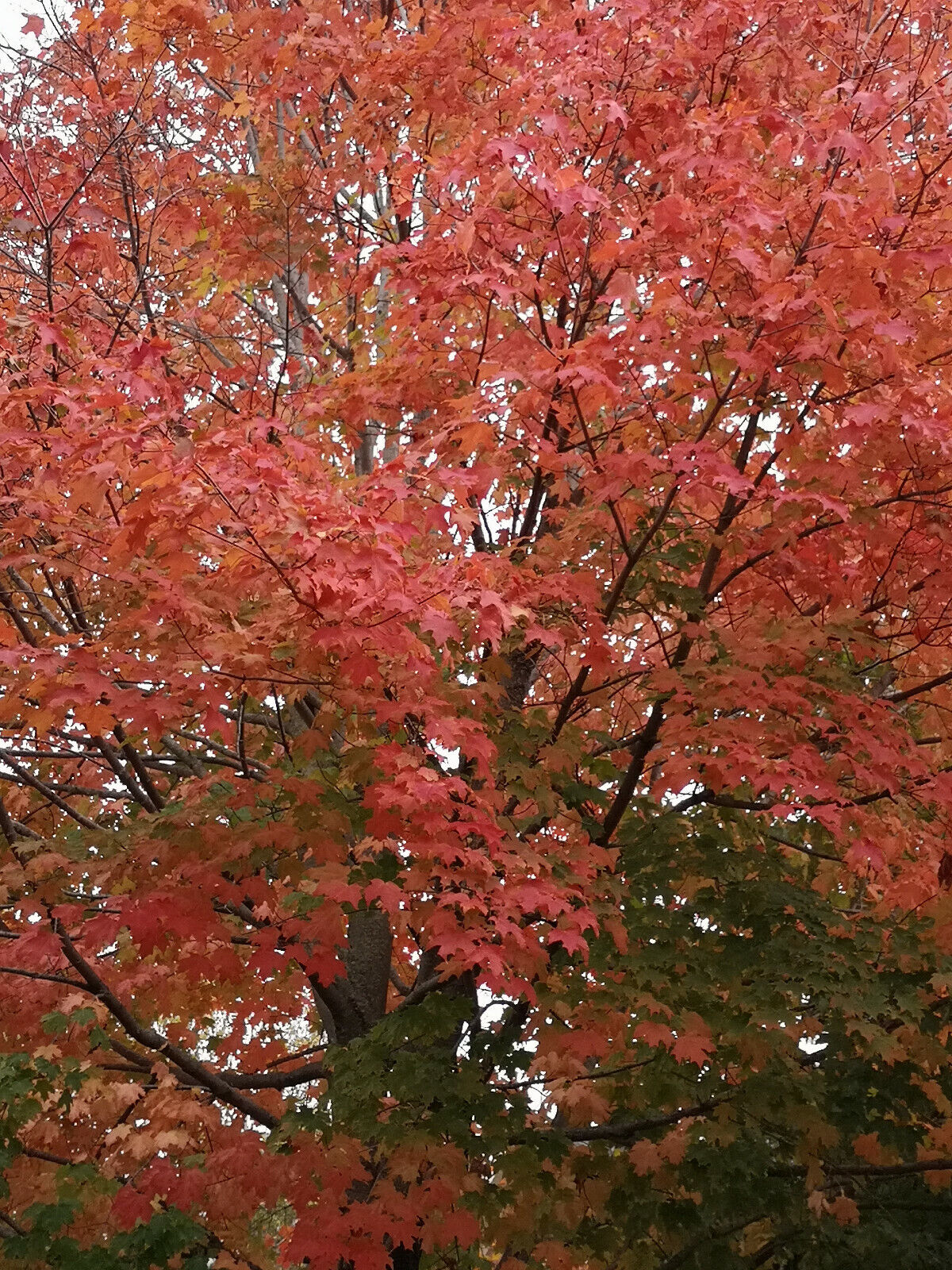 Autumn 🍂🍁 Canada Picture Photo Virtual Postcard #028t1c By Helena Baru