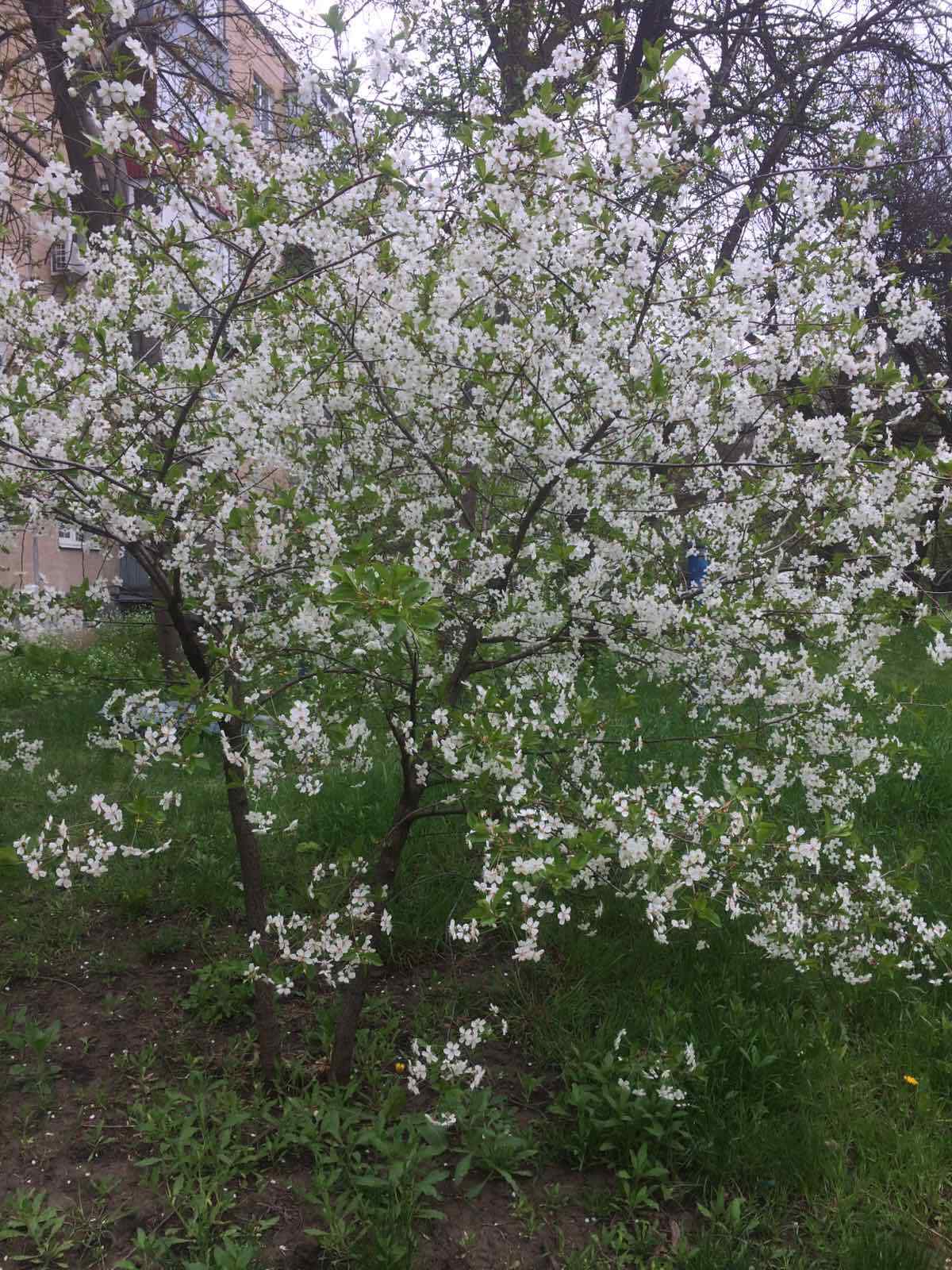 Blooming Cherry Tree Ukraine Kharkiv War ✿❀ Photo Virtual Card #l002t0c By L.t.